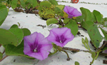 beach morning glory
